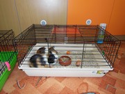 Den dětí se zvířátky